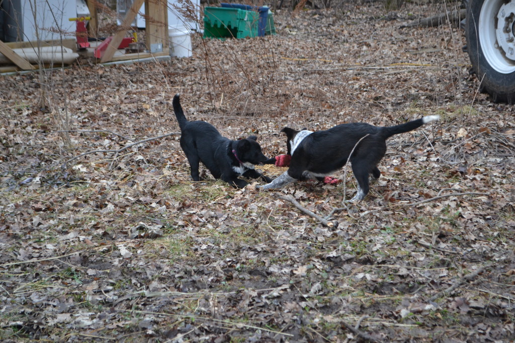 DSC_1273[1]